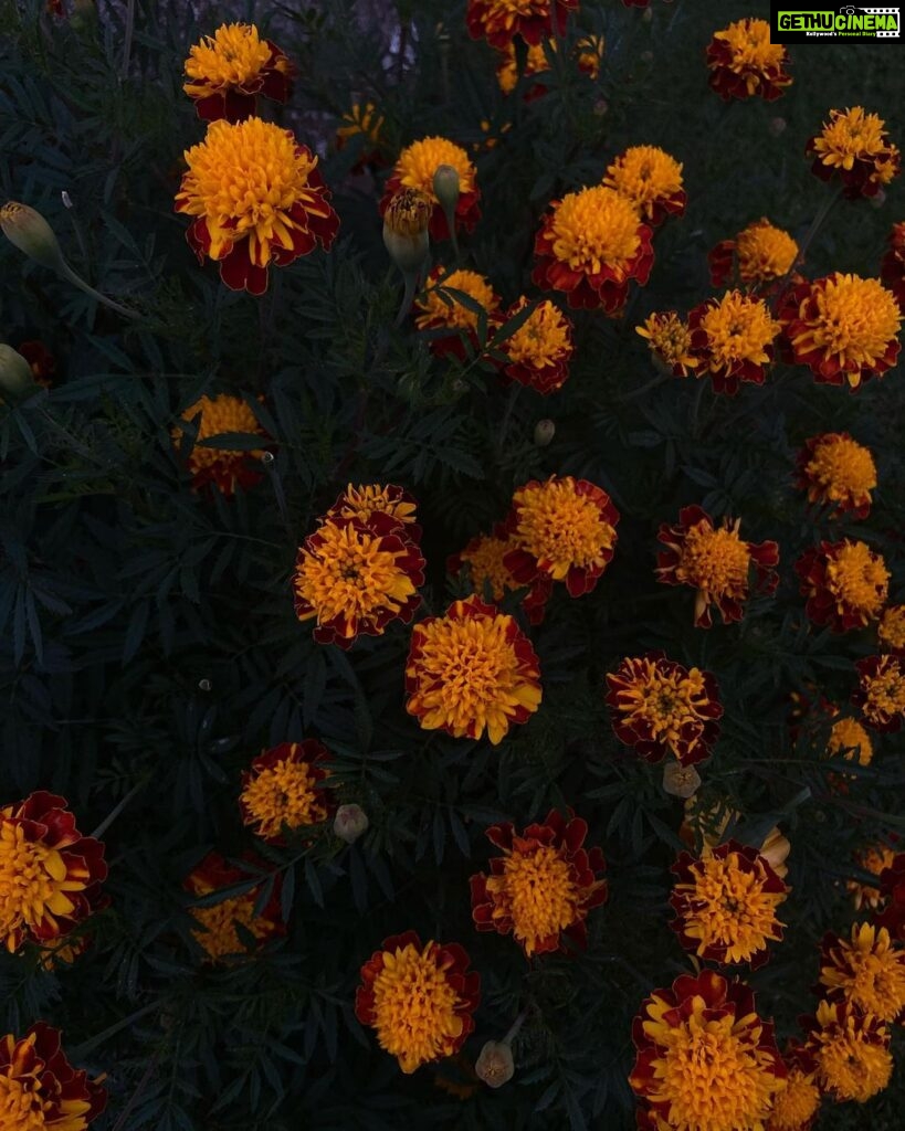 Divya Prabha Instagram - #ooty #flowersaremylove