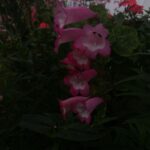 Divya Prabha Instagram – #ooty #flowersaremylove