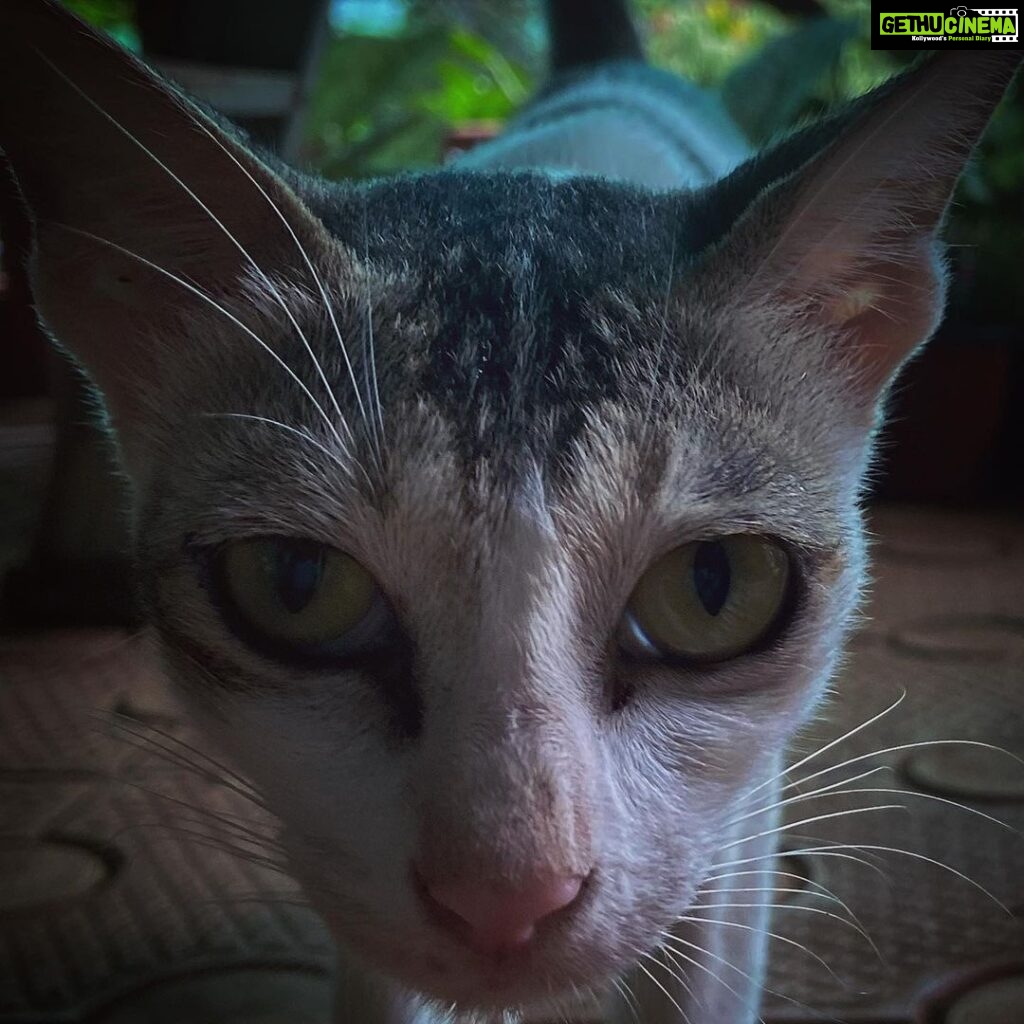 Divya Prabha Instagram - Stranger cat !