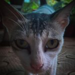 Divya Prabha Instagram – Stranger cat !