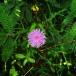 Divya Prabha Instagram – വാടാതെ ……

#dailyclicks