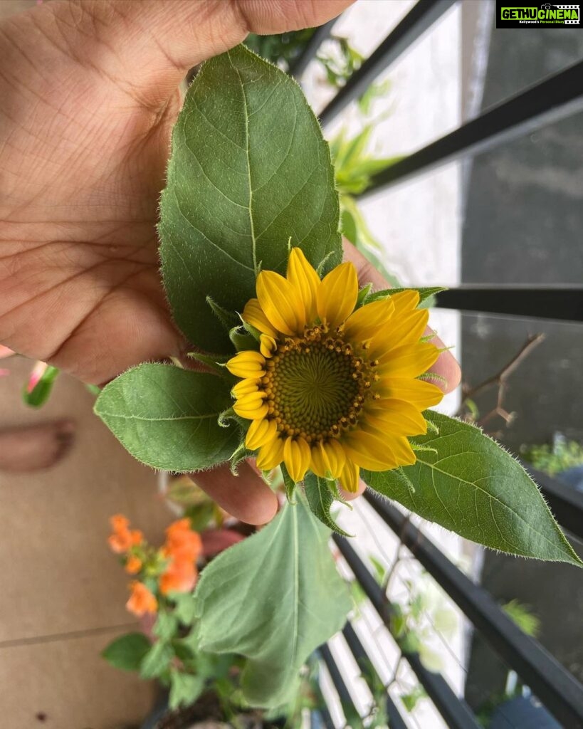 Divya Prabha Instagram - B L O O M I N G 🌻 #home #firsttimeinthebalcony #sunflower Kochi, India