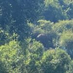 Divya Prabha Instagram – 🌳🐘

#bestofaugust2023 #nearmuthumala