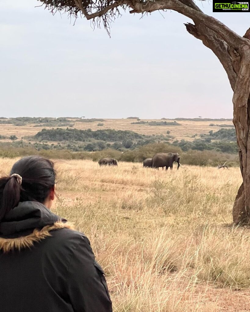 Elena Roxana Maria Fernandes Instagram - A surreal experience courtesy of @atuaenkopafrica #africa #kenya #wildlife #sunset #masaimara #elephants #masai #wilderness