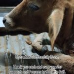 Elina Samantray Instagram – Speak for Animals Trust would love to Thank each and every single soul who helped for the surgery of the little calf. 

The Ruptured Rumen was put back inside and currently the baby is progressing towards Recovery. 

Thank you once again. 

Keep supporting the cause 🙏

Let’s together help Animals. 

Also a Huge thanks to @htabbsr and @tarzoo_pet_care for volunteering and helping out in the operation

Share. 

www.sfaindia.in SFA “Speak For Animals”