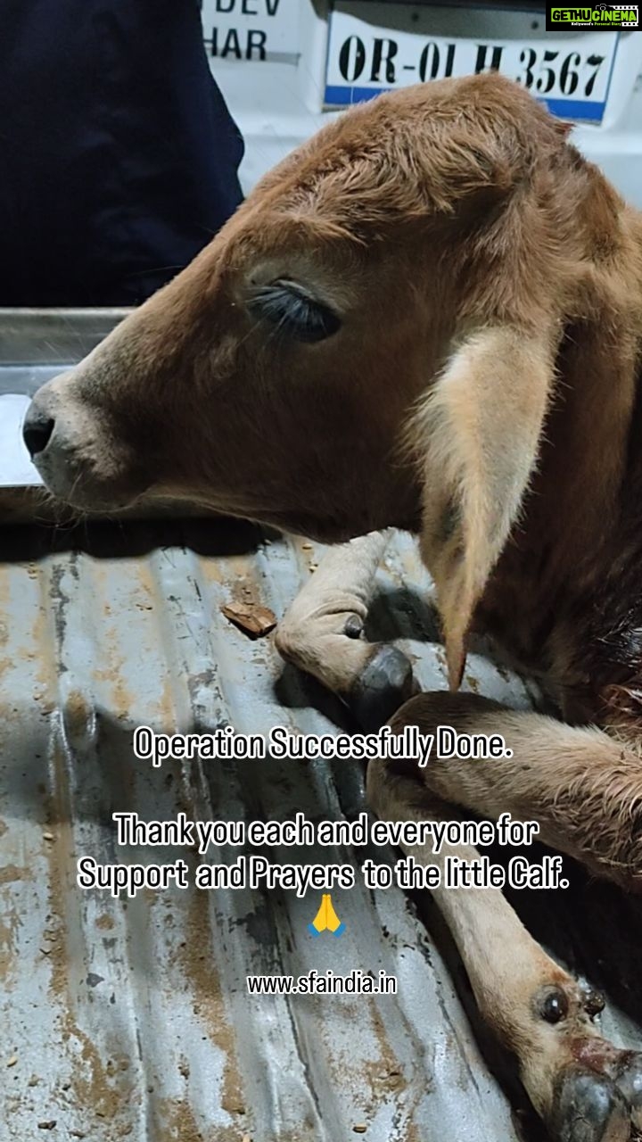 Elina Samantray Instagram - Speak for Animals Trust would love to Thank each and every single soul who helped for the surgery of the little calf. The Ruptured Rumen was put back inside and currently the baby is progressing towards Recovery. Thank you once again. Keep supporting the cause π Let's together help Animals. Also a Huge thanks to @htabbsr and @tarzoo_pet_care for volunteering and helping out in the operation Share. www.sfaindia.in SFA "Speak For Animals"