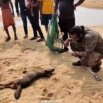 Elina Samantray Instagram – On 13th Nov morning, we received a call from Gangapada River Bank, Pipili, about a Jackal who was unable to move around. We reached the location ASAP to discover that the Jackal has suffered from a Burn injury on his Limb. But as soon as we decided to help him out, he passed away. With multiple tries of CPR and Mouth to Mouth Respiration, we were unable to get him back. 

Suspect :- What seems to have happened the night before, he got hit by a Cracker and to seek relief from the burning sensation, he must have rushed to the river bank as the sand was cold. By the time he woke up during the morning hours, his legs suffered from partial paralysis which is why he wasn’t able to go back to a shade. As the sun rose, the sand got hotter leading to dehydration and hypothermia (increase in body temperature) . Finally the moment we reached he just wasn’t able to take the stress anymore and passed away. 

May his soul rest in peace. Many animals suffered during Diwali and many lost their lives (which were not reported). 

So the question, ” How is Bursting Crackers a Joy when it takes away Lives, in Agonising Pain? ” 

Share. 

www.sfaindia.in