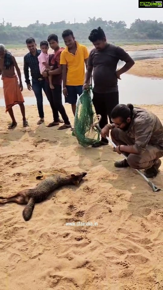 Elina Samantray Instagram - On 13th Nov morning, we received a call from Gangapada River Bank, Pipili, about a Jackal who was unable to move around. We reached the location ASAP to discover that the Jackal has suffered from a Burn injury on his Limb. But as soon as we decided to help him out, he passed away. With multiple tries of CPR and Mouth to Mouth Respiration, we were unable to get him back. Suspect :- What seems to have happened the night before, he got hit by a Cracker and to seek relief from the burning sensation, he must have rushed to the river bank as the sand was cold. By the time he woke up during the morning hours, his legs suffered from partial paralysis which is why he wasn't able to go back to a shade. As the sun rose, the sand got hotter leading to dehydration and hypothermia (increase in body temperature) . Finally the moment we reached he just wasn't able to take the stress anymore and passed away. May his soul rest in peace. Many animals suffered during Diwali and many lost their lives (which were not reported). So the question, " How is Bursting Crackers a Joy when it takes away Lives, in Agonising Pain? " Share. www.sfaindia.in