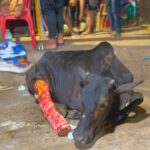 Elina Samantray Instagram - Plastering Done!! of an 6 months pregnant cow who survived a deadly accident last night near kiit road, Patia♦️♦️ Due to increase in reckless late night driving, these innocent are suffering from injuries and mishaps!! ପ୍ରତ୍ୟେକ ଜୀବଙ୍କ ଭିତରେ ଭଗବାନ୍ ଅଛନ୍ତି। ପ୍ରତ୍ୟେକ ଜୀବ ଙ୍କ ସେବା କରିବା ପାଇଁ ଆମେ ଇଛୁକ କିନ୍ତୁ ଭଗବାନ୍ ଆମକୁ ସେତିକି ଶକ୍ତି, ଧର୍ୟ ଓ ସାମର୍ଥ୍ୟ ଦିଅନ୍ତୁ କି ପ୍ରତ୍ୟେକ ପରିସ୍ଥିତିକୁ ସାମ୍ନା କରି ଆହୁରି ଅନେକ ସେବା ଯୋଗାଇପାରିବୁ, କାଲି ରାତି ପ୍ରାୟ ସାଢେ଼ ୧୨ଟା ସମୟରେ କିଟ୍ ରୋଡ ପାଖରେ ଶିଶିର ଓ ମିଟୁ ଭାଈଙ୍କ ନିର୍ଦ୍ଦେଶ କ୍ରମେ ବିନ ଭାଈ, ଅଜୟ, ରିଙ୍କୁ, ଦିବ୍ୟା, ଅରୁ ଭାଈ, ଚିଣ୍ଟୁ ପହଞ୍ଚି ଦେଖିଲୁ କି ଏକ କାର୍ 6ମାସ ଧରି ଗର୍ଭ ଧାରଣ କରିଥିବା ଗୋ ମାତାକୁ ଶକ୍ତ ଆଘାତ ଦେବା ଫଳରେ ପଛ ଗୋଡ଼ ସମ୍ପୂର୍ଣ୍ଣ ଭାଙ୍ଗି ଯାଇଛି ଓ ମେରୁଦଣ୍ଡରେ ଶକ୍ତ ଆଘାତ ଲାଗିଛି ତେଣୁ ଉପସ୍ଥିତ ସେବା ଯୋଗାଇବା ସହ ଆମ କଳିଙ୍ଗ ଯୁବ ସେନା ଗୋ ଶାଳାକୁ ସ୍ଥାନାନ୍ତରିତ କରି ଗୋ ମାତାଙ୍କୁ ସୁସ୍ଥ କରିବା ପାଇଁ ପ୍ରୟାସ ଜାରି ରଖିଛୁ । ଆମକୁ ସହଯୋଗ କରିଥିବା ସମସ୍ତ ଜନସାଧାରଣଙ୍କୁ ଧନ୍ୟବାଦ୍ ଜଣାଉଛୁ 🙏🏼 Pls drive carefully and responsibly to protect the animal kingdom and our ecosystem!! An humble request from our whole KALINGA YUVA SENA team♦️ . . . . . . . . . #rescue #navratri #maadurga #mahadev #matarani #godbless #prayers #shelter #75hard #bhubaneswar #students #youth #youthpower#explorepage #exploremore #lovely #gaumata #gaumatakijaiho #kalingayuvasena #bhubaneswar #india #indianarmy #indianculture #culture #medication #cute #cutecows #cow #cowlover #caring #ɢᴀᴜᴍᴀᴛᴀʙᴀᴄʜᴀᴏ