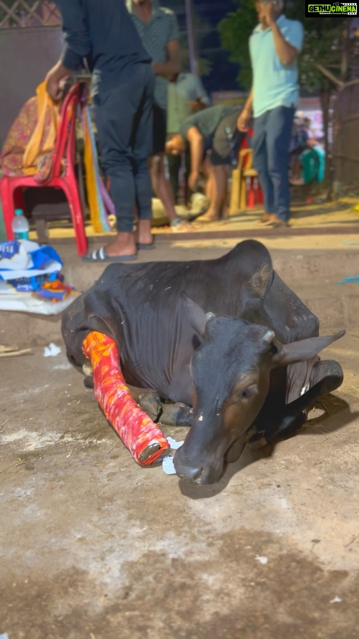 Elina Samantray Instagram - Plastering Done!! of an 6 months pregnant cow who survived a deadly accident last night near kiit road, Patia♦️♦️ Due to increase in reckless late night driving, these innocent are suffering from injuries and mishaps!! ପ୍ରତ୍ୟେକ ଜୀବଙ୍କ ଭିତରେ ଭଗବାନ୍ ଅଛନ୍ତି। ପ୍ରତ୍ୟେକ ଜୀବ ଙ୍କ ସେବା କରିବା ପାଇଁ ଆମେ ଇଛୁକ କିନ୍ତୁ ଭଗବାନ୍ ଆମକୁ ସେତିକି ଶକ୍ତି, ଧର୍ୟ ଓ ସାମର୍ଥ୍ୟ ଦିଅନ୍ତୁ କି ପ୍ରତ୍ୟେକ ପରିସ୍ଥିତିକୁ ସାମ୍ନା କରି ଆହୁରି ଅନେକ ସେବା ଯୋଗାଇପାରିବୁ, କାଲି ରାତି ପ୍ରାୟ ସାଢେ଼ ୧୨ଟା ସମୟରେ କିଟ୍ ରୋଡ ପାଖରେ ଶିଶିର ଓ ମିଟୁ ଭାଈଙ୍କ ନିର୍ଦ୍ଦେଶ କ୍ରମେ ବିନ ଭାଈ, ଅଜୟ, ରିଙ୍କୁ, ଦିବ୍ୟା, ଅରୁ ଭାଈ, ଚିଣ୍ଟୁ ପହଞ୍ଚି ଦେଖିଲୁ କି ଏକ କାର୍ 6ମାସ ଧରି ଗର୍ଭ ଧାରଣ କରିଥିବା ଗୋ ମାତାକୁ ଶକ୍ତ ଆଘାତ ଦେବା ଫଳରେ ପଛ ଗୋଡ଼ ସମ୍ପୂର୍ଣ୍ଣ ଭାଙ୍ଗି ଯାଇଛି ଓ ମେରୁଦଣ୍ଡରେ ଶକ୍ତ ଆଘାତ ଲାଗିଛି ତେଣୁ ଉପସ୍ଥିତ ସେବା ଯୋଗାଇବା ସହ ଆମ କଳିଙ୍ଗ ଯୁବ ସେନା ଗୋ ଶାଳାକୁ ସ୍ଥାନାନ୍ତରିତ କରି ଗୋ ମାତାଙ୍କୁ ସୁସ୍ଥ କରିବା ପାଇଁ ପ୍ରୟାସ ଜାରି ରଖିଛୁ । ଆମକୁ ସହଯୋଗ କରିଥିବା ସମସ୍ତ ଜନସାଧାରଣଙ୍କୁ ଧନ୍ୟବାଦ୍ ଜଣାଉଛୁ 🙏🏼 Pls drive carefully and responsibly to protect the animal kingdom and our ecosystem!! An humble request from our whole KALINGA YUVA SENA team♦️ . . . . . . . . . #rescue #navratri #maadurga #mahadev #matarani #godbless #prayers #shelter #75hard #bhubaneswar #students #youth #youthpower#explorepage #exploremore #lovely #gaumata #gaumatakijaiho #kalingayuvasena #bhubaneswar #india #indianarmy #indianculture #culture #medication #cute #cutecows #cow #cowlover #caring #ɢᴀᴜᴍᴀᴛᴀʙᴀᴄʜᴀᴏ