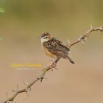 Gautami Instagram - zitting Cisticola #your_best_birds #bestbirdshots #kings_birds #eye_spy_birds #birdsfreaks #best_birds_of_world #best_birds_of_ig #feather_perfection #birds_private #planetbirds #birds_adored #birdsonearth #dailybirdpix #rawbirds #nuts_about_birds @wildtamilnadu_official