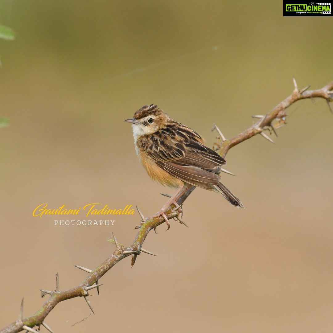 Gautami Instagram - zitting Cisticola #your_best_birds #bestbirdshots #kings_birds #eye_spy_birds #birdsfreaks #best_birds_of_world #best_birds_of_ig #feather_perfection #birds_private #planetbirds #birds_adored #birdsonearth #dailybirdpix #rawbirds #nuts_about_birds @wildtamilnadu_official