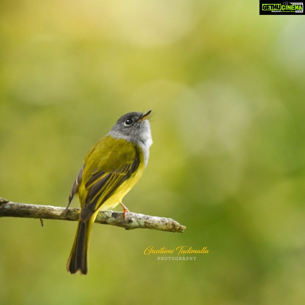 Gautami Instagram - new camera #Nikon D500 +200-500 VR #planetbirds #bestbirdshots #birdsofinstagram #nuts_about_birds #feather_perfection #natgeo #wildlifephotography #kings_birds #birds_private #birds_adored #raw @indianwildlifeofficial @wildlifeindia