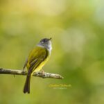 Gautami Instagram - new camera #Nikon D500 +200-500 VR #planetbirds #bestbirdshots #birdsofinstagram #nuts_about_birds #feather_perfection #natgeo #wildlifephotography #kings_birds #birds_private #birds_adored #raw @indianwildlifeofficial @wildlifeindia