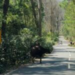 Gautami Instagram - Beautiful Coonoor and delightful moments...#niligiris #ooty #coonoor