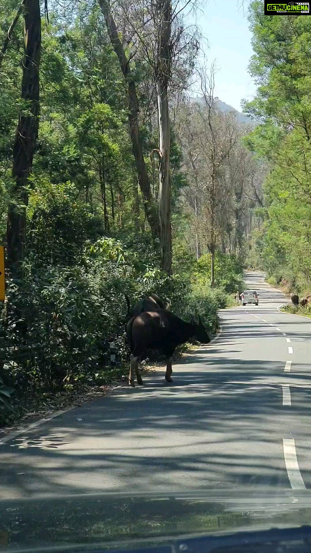Gautami Instagram - Beautiful Coonoor and delightful moments...#niligiris #ooty #coonoor
