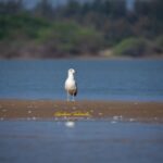 Gautami Instagram - LESSER BLACK-BACKED GULL JUVENILE SEEMS shot on Canon EOS 5D Mark IV COLOR PROFILE -DISPLAY P3 FOCAL LENGTH --600MM LENS-- SIGMA 150-600 SPORTS F NUMBER F/8 MANUAL EXPOSER 1/2000 #birds_adored #birds #birdsofinstagram #birdstagram #birdsphotography #birdsofprey #birds_captures #indian_wildlifes #nature_worldwide_birds #nuts_about_birds #ig_discover_wildlife #birdphotographyindia #birds_brilliance #planetbirds #feather_perfection #your_best_birds #canonphotography #canonindia #sigma150600 @indian_wildlifes @indian_forest_official @best_birds_of_world @birds_illife @bbcearth Pulicat Lake