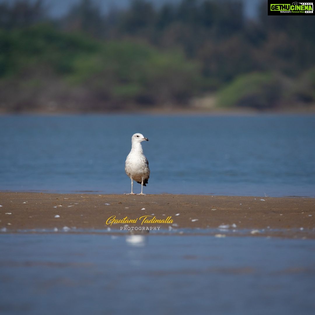 Gautami Instagram - LESSER BLACK-BACKED GULL JUVENILE SEEMS shot on Canon EOS 5D Mark IV COLOR PROFILE -DISPLAY P3 FOCAL LENGTH --600MM LENS-- SIGMA 150-600 SPORTS F NUMBER F/8 MANUAL EXPOSER 1/2000 #birds_adored #birds #birdsofinstagram #birdstagram #birdsphotography #birdsofprey #birds_captures #indian_wildlifes #nature_worldwide_birds #nuts_about_birds #ig_discover_wildlife #birdphotographyindia #birds_brilliance #planetbirds #feather_perfection #your_best_birds #canonphotography #canonindia #sigma150600 @indian_wildlifes @indian_forest_official @best_birds_of_world @birds_illife @bbcearth Pulicat Lake