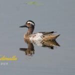 Gautami Instagram - Garganey rare duck in migration @sholinganallur #birdsphotographer_of_india #birds_freaks #birds_private #birdslovers #nuts_about_birds #birds_adored #birds_captures #birdsofinstagram #birds #duck #birds_illife #bestbirdshots @sonyalphain #200600G #sony7r3