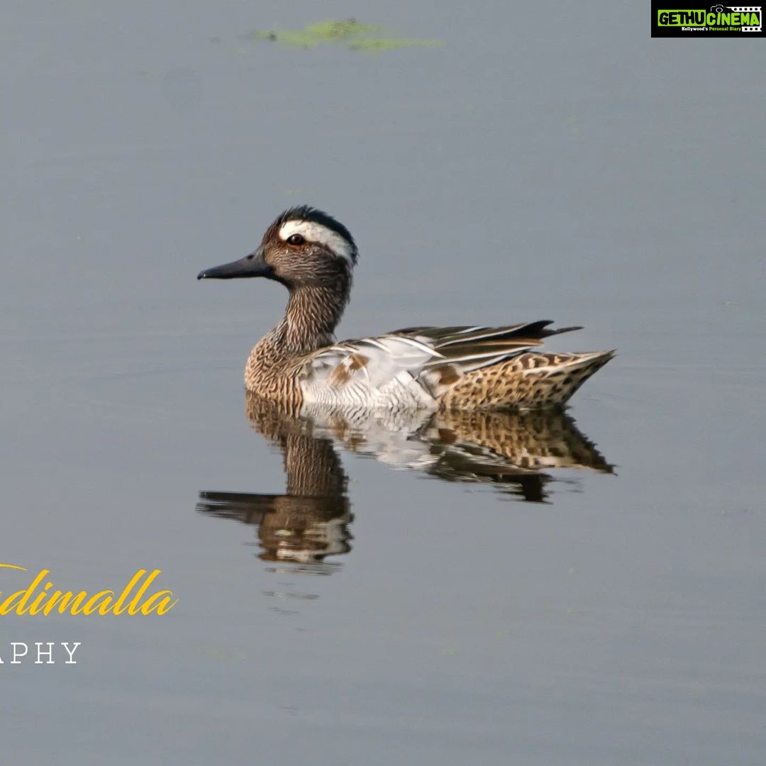 Gautami Instagram - Garganey rare duck in migration @sholinganallur #birdsphotographer_of_india #birds_freaks #birds_private #birdslovers #nuts_about_birds #birds_adored #birds_captures #birdsofinstagram #birds #duck #birds_illife #bestbirdshots @sonyalphain #200600G #sony7r3