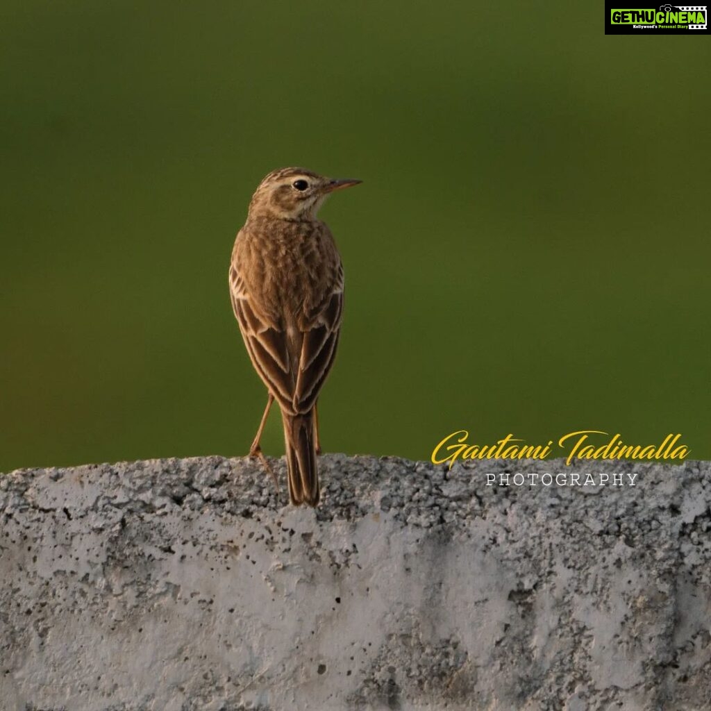 Gautami Instagram - Richard's Pipit @sonyindiaofficial @sonyalpha #200600G #sony7r3 #nuts_about_birds #eye_spy_birds #birds_private #birds_freaks #birdsofinstagram #birdsphotographer_of_india #raw_birds #feather_perfection #birdsofprey #birdsofindia #wildlifephotographer #tamilnaduwildlife #tamilnadubirders #natgeoyourshot #bbcearth #wildlife #naturelover #naturephotography #wildlifeconservation #photography #your_best_birds #photooftheday #natureshots #nature_brilliance #nature_perfection