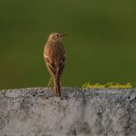 Gautami Instagram - Richard's Pipit @sonyindiaofficial @sonyalpha #200600G #sony7r3 #nuts_about_birds #eye_spy_birds #birds_private #birds_freaks #birdsofinstagram #birdsphotographer_of_india #raw_birds #feather_perfection #birdsofprey #birdsofindia #wildlifephotographer #tamilnaduwildlife #tamilnadubirders #natgeoyourshot #bbcearth #wildlife #naturelover #naturephotography #wildlifeconservation #photography #your_best_birds #photooftheday #natureshots #nature_brilliance #nature_perfection