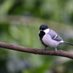 Gautami Instagram - Think it's blacktit #birds