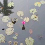 Gautami Instagram – Mother nature