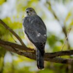 Gautami Instagram - #birdsofinstagram #birdsphoto #birdsphotographer_of_india #birds_private #birdlovers #birdwatching #birdphotography #birdplanet #natgeoyourshot #bbcearth #tamilnaduwildlife #tamilnadubirders #birdsofindia #birdz_of_india #dailybirdpix #wildlifephotographer #wildlifeindia #nuts_about_birds