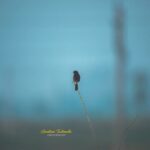 Gautami Instagram - One beautiful morning. #best_bird_shots #birds_private #birdphoto #birdsofinstagram #birdphotographyindia #birdsinindia #birdwatching #birdslovers #birds_captures #nuts_about_birds #birds_nature #birdsofprey #birdstagram #best_birds_of_ig #best_birds_of_world #nature #natureinindia #naturelover #naturephotography #natureshots #natureinspired Chennai, India