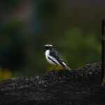 Gautami Instagram - Happy Monday. #mondaymotivation #birds_matter #bird_extreme #birdspictures #birdspictureoftheday #birdofparadise #birds_of_ig #birds_captures #best_birds_of_world #best_bird_shots #best_birds_planet #your_best_birds #birdphotographyindia #birdslovers #birds #wildlifephotography #wildlifeplanet
