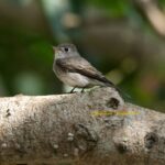 Gautami Instagram - Dark sided flycatcher #birdfreaks #birdsofprey #birdsofindia #birds_private #Birds #birdslovers #best_birds_of_world #bestbirdshots #birdsofparadise #birdphotography #birdphotographyindia #birdphoto #best_birds_of_world #best_birds_of_ig #best_bird_shots #nuts_about_birds #birds_adored #birds_nature #birdsofindia #naturelover #natureshots #naturephotography