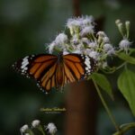 Gautami Instagram - The butterfly said to sun, "they can't stop talking about my transformation. I can only do it once in my lifetime. If only they know they can do it at anytime and countless ways. Dodinsky #butterfly #motivation #transformation #traveler #travelphotography #naturelover #naturephotography #natureinspired #natureinfocus #birdfreaks #natureshots #savenature #nature