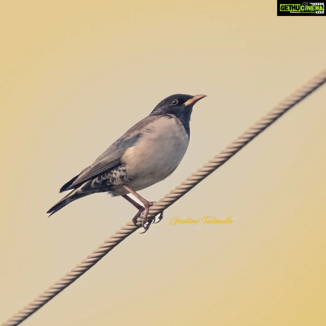 Gautami Instagram - #rosystarling bird of the day. Touch up by light room tools. #naturephotography #naturelover #Birds #birds_private #birds_captures #birdwatching #birdlovers #wildlifeconservation #wildlifephotography #best_birds_of_world #birdfreaks #nuts_about_birds