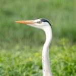 Gautami Instagram - #savenature #birdsofprey #birds_private #bestbirdshots #birds #birdwatching #Birds #birds_adored #best_birds_of_world #birdphotography #birds_captures Sholinganallur