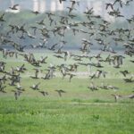 Gautami Instagram - Our beautiful sholinganallur... !! Still we can #savenature #your_best_birds #birds_private #birdsofprey #birdwatching #birdsofparadise #birds_adored #bird #nuts_about_birds #bestbirdshots #best_birds_of_world Sholinganallur