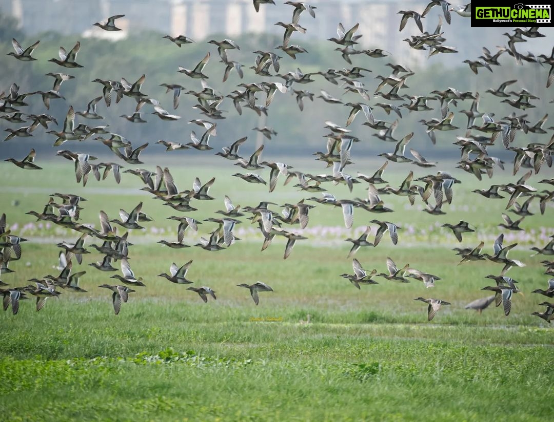 Gautami Instagram - Our beautiful sholinganallur... !! Still we can #savenature #your_best_birds #birds_private #birdsofprey #birdwatching #birdsofparadise #birds_adored #bird #nuts_about_birds #bestbirdshots #best_birds_of_world Sholinganallur
