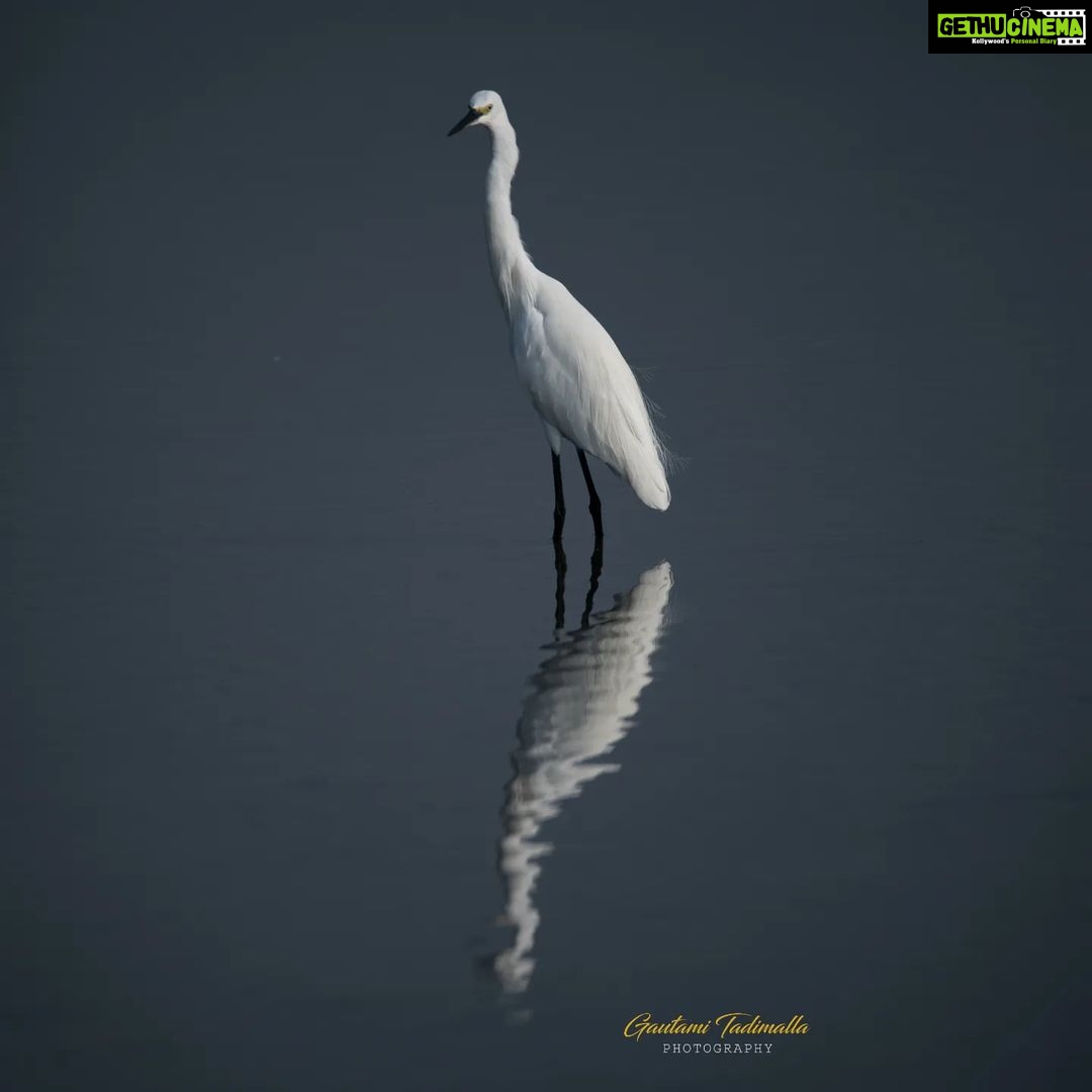 Gautami - 1.5K Likes - Happy New Year.
#naturephotography #nature #photography #naturelovers #photooftheday #landscape #ig #travelphotography #travel #landscapephotography #photo #wildlife #naturelover #photographer #sunset #instagood #love #birds #picoftheday #instagram #wildlifephotography #macro #perfection #beautiful #flowers #sky #canon #of #mountains #photooftheday with @hymareddysg