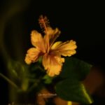 Gautami Instagram - Good morning morning to the end of the year. #flower #nature #flowers #beautiful #love #photography #flowerstagram #naturephotography #summer #floral #photooftheday #instagood #plants #flowersofinstagram #flowermagic #green #garden #blossom #india #bloom #petal #flowerslovers #petals #naturelovers #floweroftheday #picoftheday #instablooms #spring #florals #macro