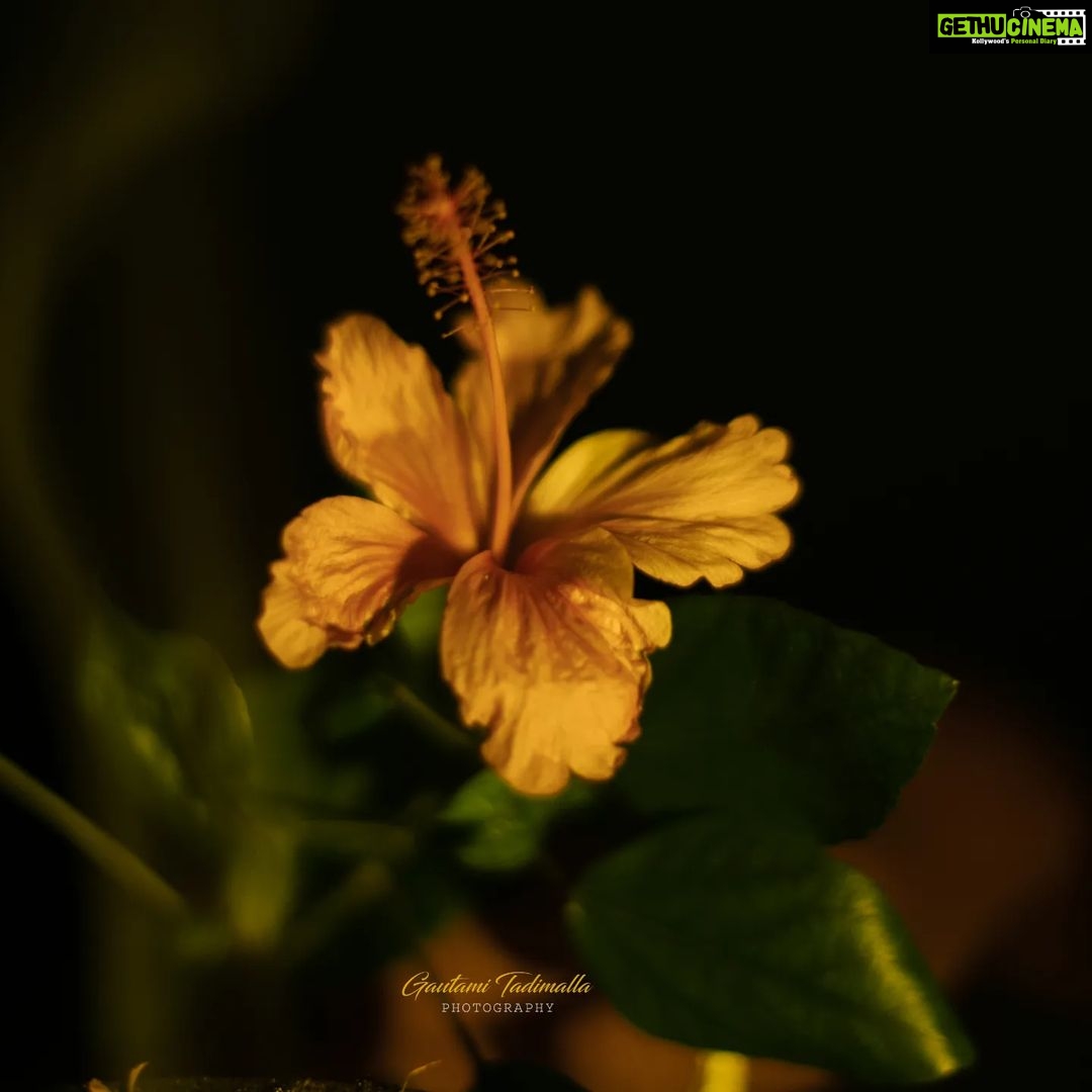 Gautami Instagram - Good morning morning to the end of the year. #flower #nature #flowers #beautiful #love #photography #flowerstagram #naturephotography #summer #floral #photooftheday #instagood #plants #flowersofinstagram #flowermagic #green #garden #blossom #india #bloom #petal #flowerslovers #petals #naturelovers #floweroftheday #picoftheday #instablooms #spring #florals #macro