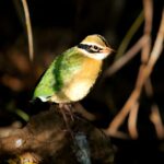 Gautami Instagram - #indianpitta one of the beautiful bird which migrates from #Himalayas Have a feast of 9 colors #Navarangi in our Chennai #karikili bird sanctuary Without disturbing her go and watch her. #wildlife #planetbirds #bestbirdshots #best_birds_of_world #wildlifephotographer #elite_worldwide_birds #nuts_about_birds #naturephotography #yourshotphotographer #birds_private #birds_adored #birds_adored #birdsofprey #your_best_birds #animal_elite #planetbirds #natgeo #canonphotography #canon5dmarkiv Chennai, India