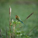 Gautami Instagram - Beautiful Birds in Nature Sanctuaries around our #chennai Please do visit with your kids & rediscover the joy of Nature & the peaceful healing she gives us. This is such a beautiful way to create invaluable memories with your loved ones & I wish you all much happiness and good health in the year to come!! #Birds #chennaibirds #singarachennai #birdsofinstagram #birdsofparadise #nuts_about_birds #birdwatching #bestbirdshots #naturephotography #wildlife #tamilnaduwildlife #wildlife #wildlifephotographer