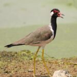 Gautami Instagram - Happy day to all. #birdphotographyindia #birds_captures #birdspictures #birdphotographers_of_india #birds_matter #bird_extreme #birds_nature #birdofparadise #bird_freaks #nuts_about_birds #birdlovers #birdstamilnadu Sholinganallur
