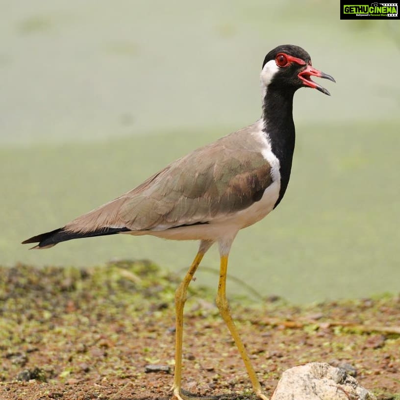 Gautami Instagram - Happy day to all. #birdphotographyindia #birds_captures #birdspictures #birdphotographers_of_india #birds_matter #bird_extreme #birds_nature #birdofparadise #bird_freaks #nuts_about_birds #birdlovers #birdstamilnadu Sholinganallur