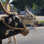 Gautami Instagram - On the way to #huzurabad for #festival