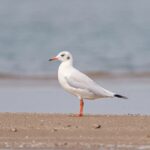 Gautami Instagram - Sunday's life #birdphotographyindia #birds_captures #birdspictures #birdstamilnadu #birdphotographyindia #birdlovers #birds_of_ig #birds_matter #birds_perfection #birdshots #bird_freaks #nuts_about_birds Chennai, India