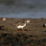 Gautami Instagram - #pulicatlake #birdphotographyindia #birds_captures #birdspictures #birdphotographers_of_india