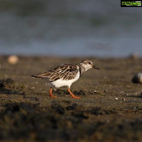 Gautami Instagram - #pulicatlake #birdphotographyindia #birds_captures #birdspictures #birdphotographers_of_india