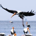 Gautami Instagram - #paintedstork #goodmorning #goodvibes #birdphotographyindia #birds_captures #birdofparadise #bird_freaks #birds_perfection #birdslovers