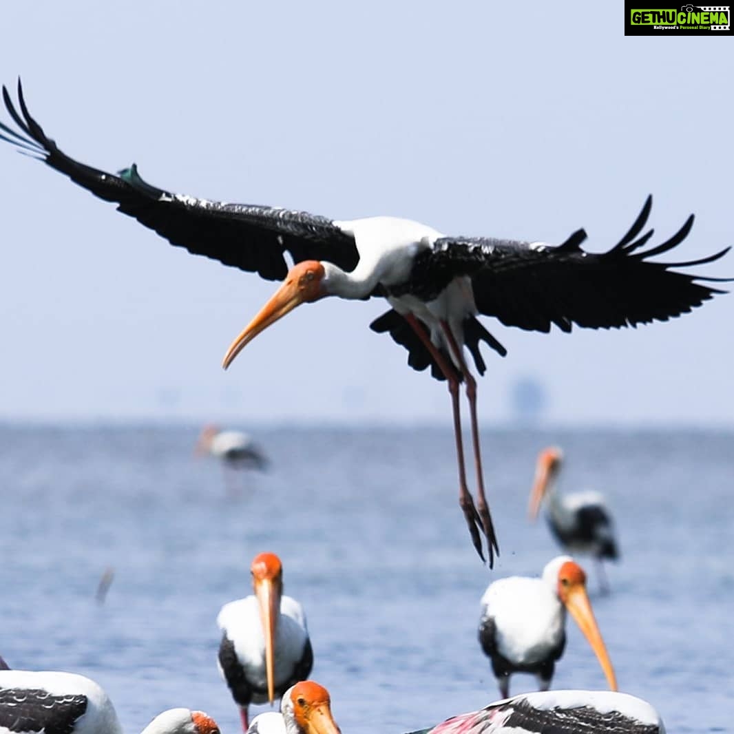 Gautami Instagram - #paintedstork #goodmorning #goodvibes #birdphotographyindia #birds_captures #birdofparadise #bird_freaks #birds_perfection #birdslovers